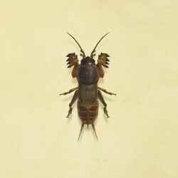 37. Mole Cricket Animal Crossing New Horizons Bug