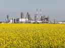 Champs de canola de l'Ouest canadien près d'une usine chimique dans la campagne albertaine.