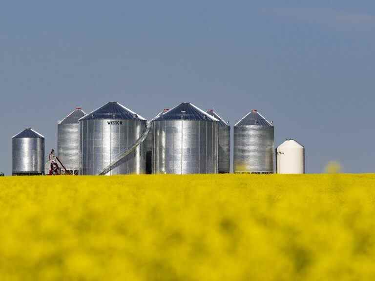 La Chine met fin à l’interdiction du canola canadien dans un contexte de pénurie mondiale d’huiles de cuisson