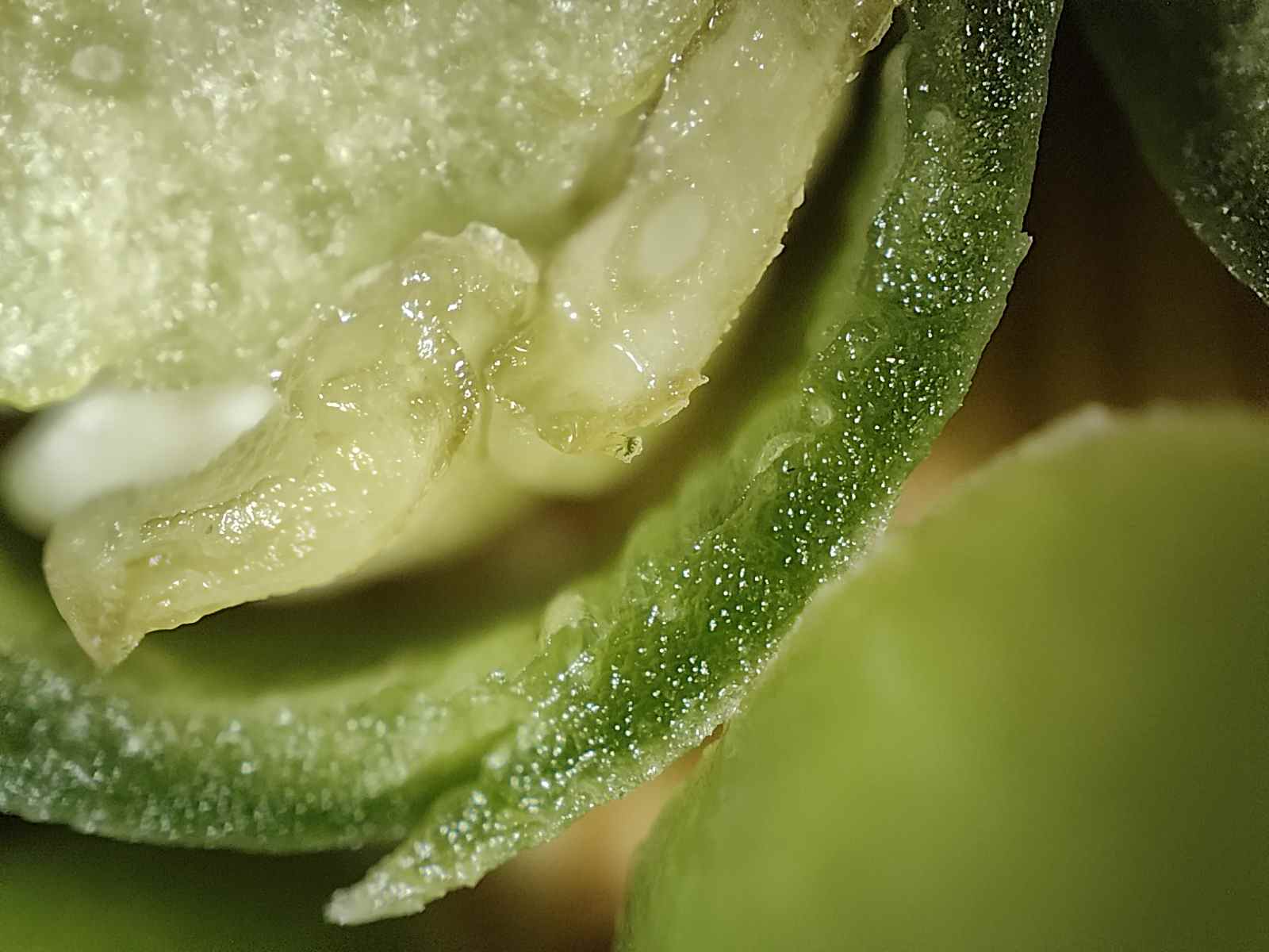 Vue macro d'un piment vert photographié avec la caméra microscope du Realme GT 2 Pro.