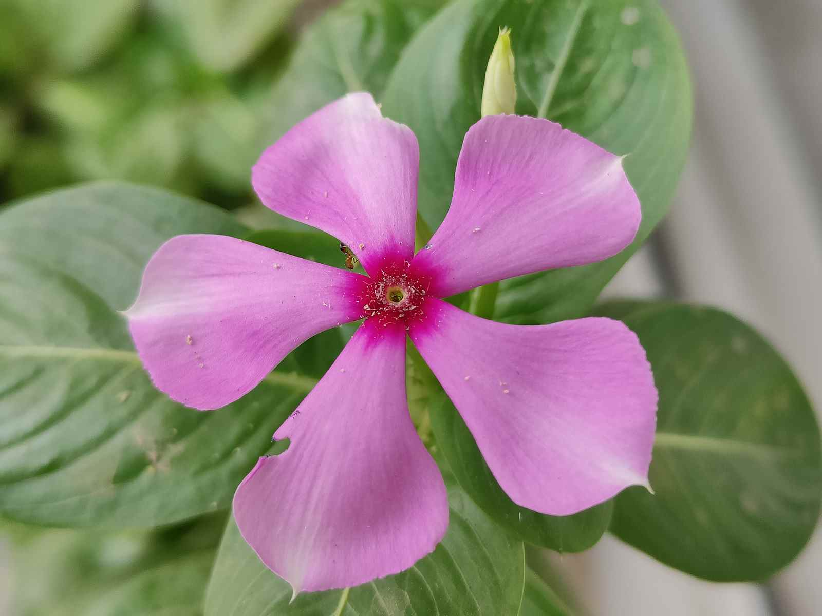 Une fleur rose et des feuilles vertes photographiées avec l'appareil photo principal de 50 MP du Realme GT 2 Pro.