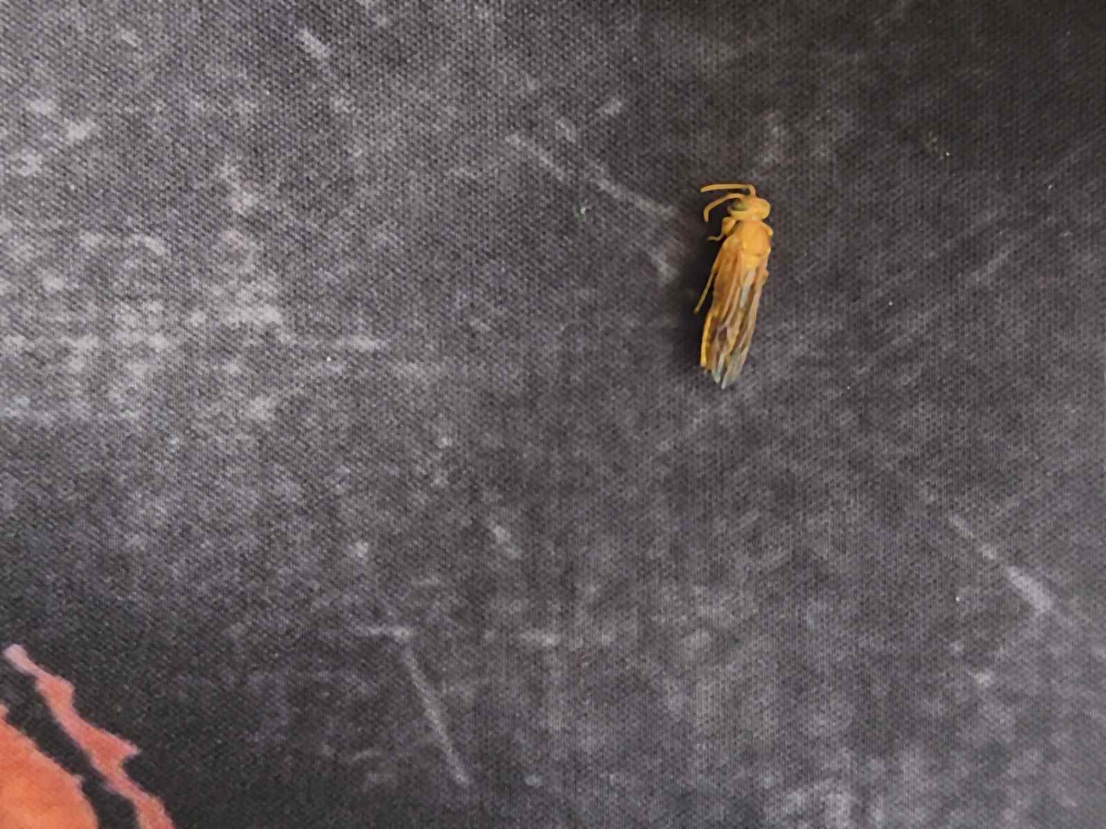 Une guêpe morte sur un tapis de souris gris photographiée avec l'appareil photo principal 50MP du Realme GT 2 Pro.