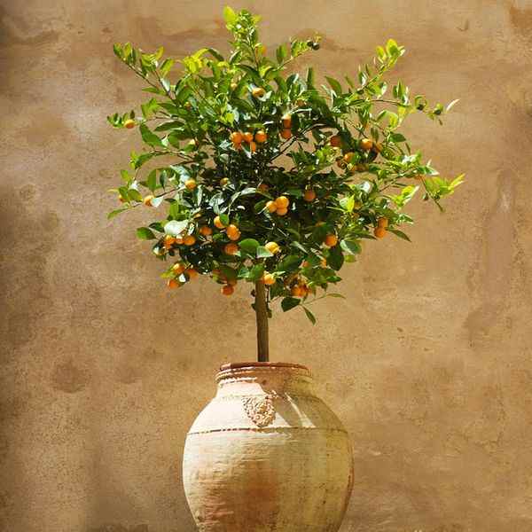 Calamondin Arbre