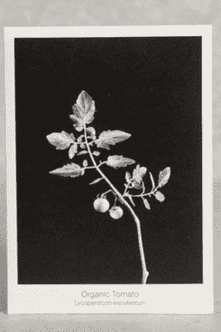 Paquet de graines de tomates biologiques Graen Studios