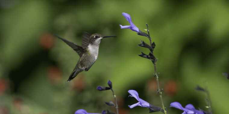 Les colibris souffrent s’ils montent pour échapper au réchauffement climatique