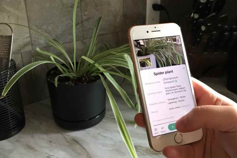 J’ai essayé 3 applications d’identification des plantes, et une était mortelle