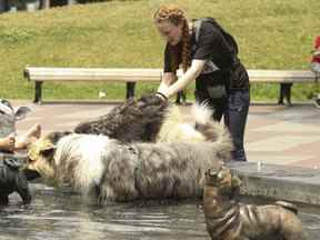 Cette photo d'archive montre des chiens essayant de combattre la chaleur à la fontaine pour chiens du parc Berczy le 2 juillet 2018. La température ce jour-là était de 33°C.