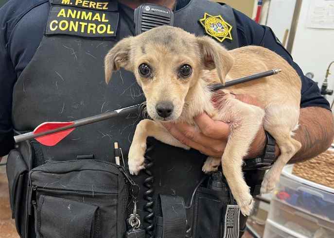 California chiot chihuahua abattu par le cou avec une flèche