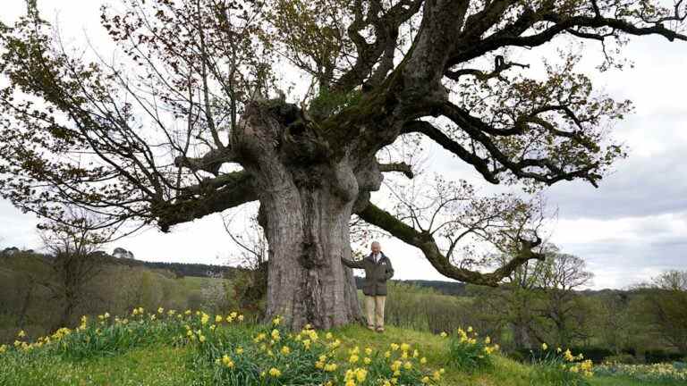 Charles demande que les bois anciens soient reconstitués alors qu’un nouveau projet rend hommage à la reine