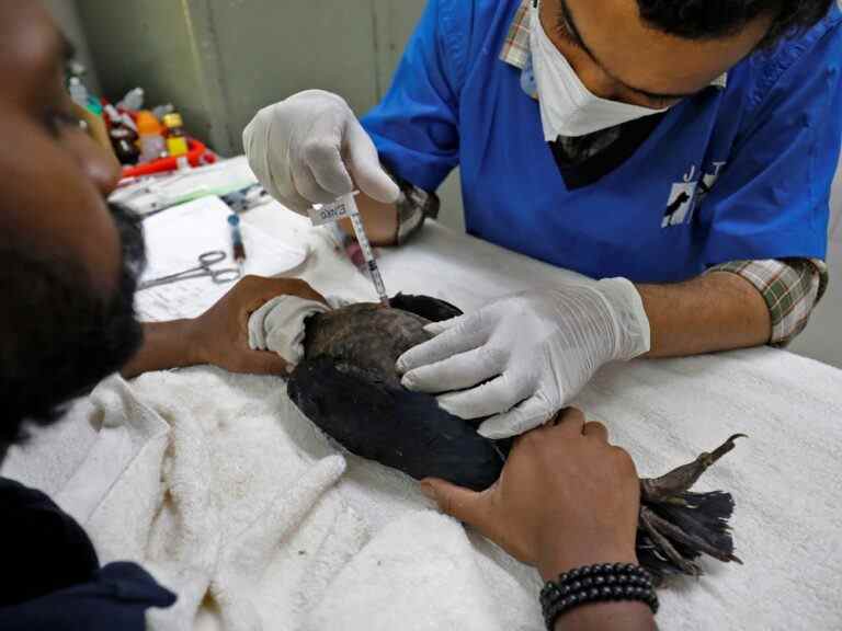 Des oiseaux tombent du ciel alors que la canicule brûle l’Inde