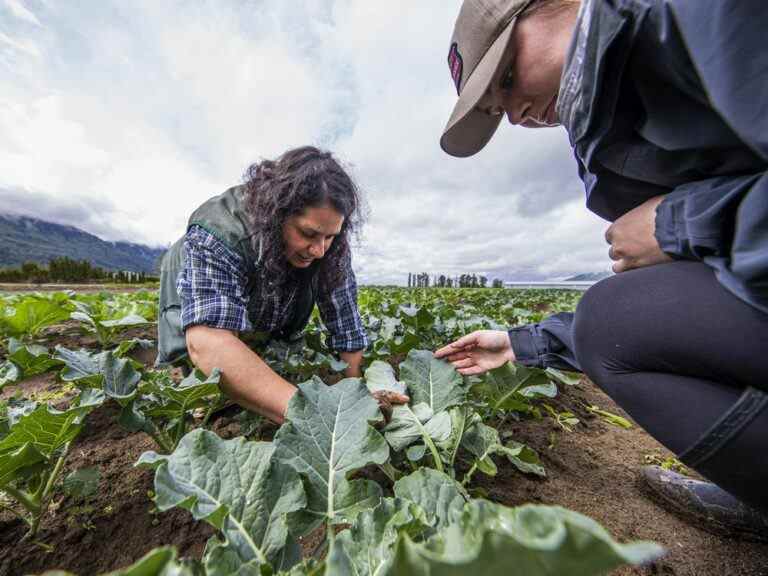 Est-il sécuritaire de manger des aliments cultivés après l’inondation des champs de la Colombie-Britannique?