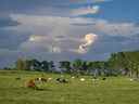 Dans cette photo d'archive prise le 14 juin 2021, des nuages ​​orageux se déplacent vers l'est au-dessus d'un pâturage au sud de Sundre, en Alberta.