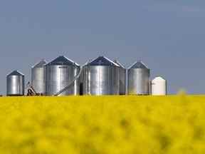 Un champ de canola dans l'ouest du Canada.  La Chine vient de lever l'embargo sur le canola canadien après trois ans de pénurie mondiale.