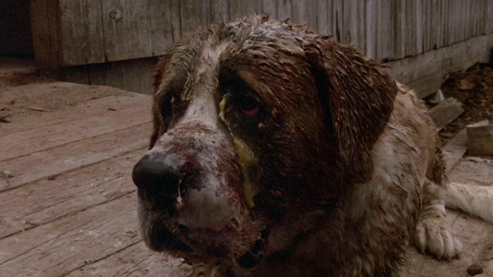 La nouvelle Novella Rattlesnakes de Stephen King est une suite de Cujo
