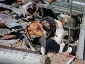 Un chien nommé Patron (cartouche) et formé pour rechercher des explosifs est vu sur un aérodrome, alors que l'attaque de la Russie contre l'Ukraine se poursuit, dans la ville de Hostomel, dans la région de Kiev, Ukraine le 5 mai 2022.