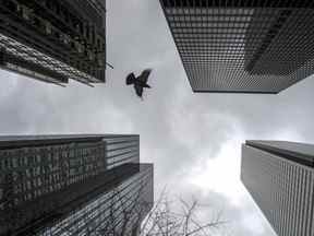 Banques et tours de bureaux dans le quartier financier de Toronto.