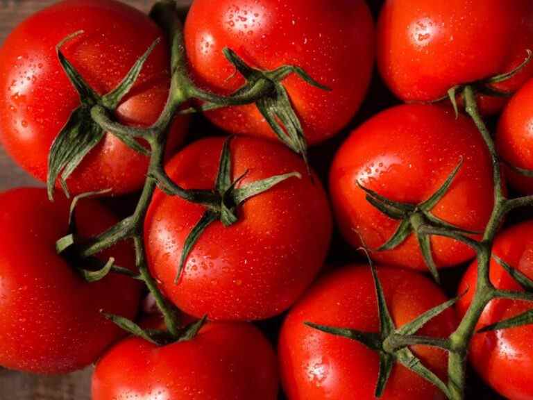 Les scientifiques font place aux tomates génétiquement modifiées comme source végétalienne de vitamine D