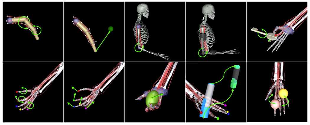 Squelette et groupes musculaires simulés dans Myosuite.