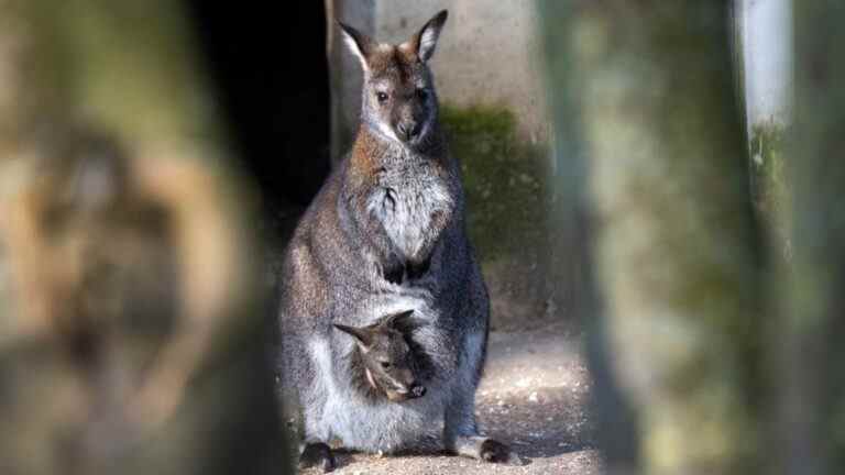 Studiocanal va vendre "Kangaroo" au Marché du film de Cannes
	
	
