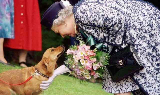 Un nouvel emoji corgi dévoilé par la famille royale pour marquer les célébrations du jubilé de platine de la reine