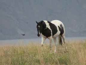 Equinisity Retreats à l'extérieur de Kamloops offre aux clients 