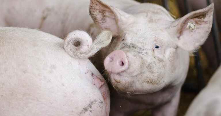 Un virus porcin pourrait avoir contribué au décès du premier porc greffé du cœur