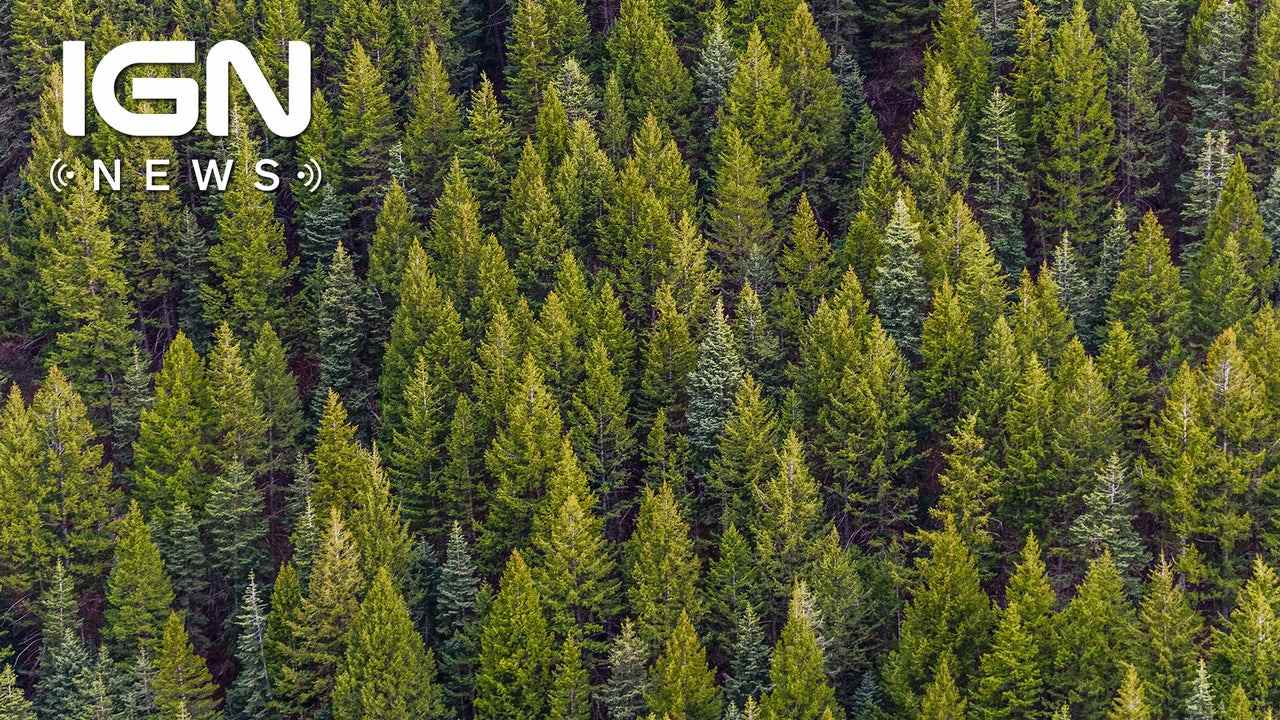 Une ancienne forêt cachée a été découverte dans un gouffre en Chine
