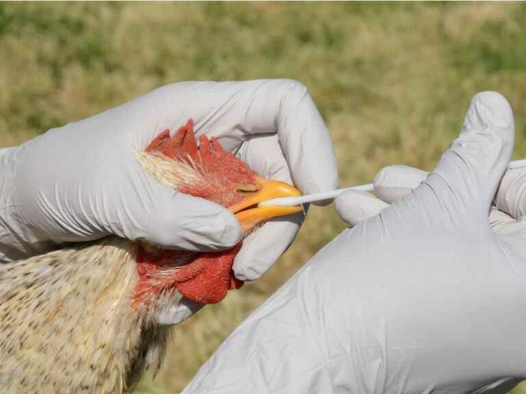 Une autre ferme de la Colombie-Britannique confirme une éclosion de grippe aviaire