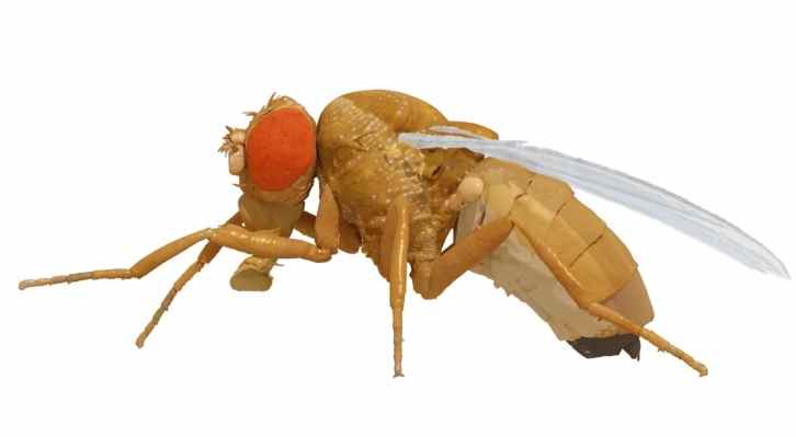 Voici NeuroMechFly, le meilleur simulateur de mouches des fruits à ce jour