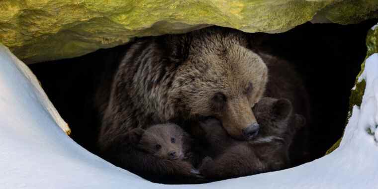 Hibernation des ours : bien plus qu’une sieste hivernale