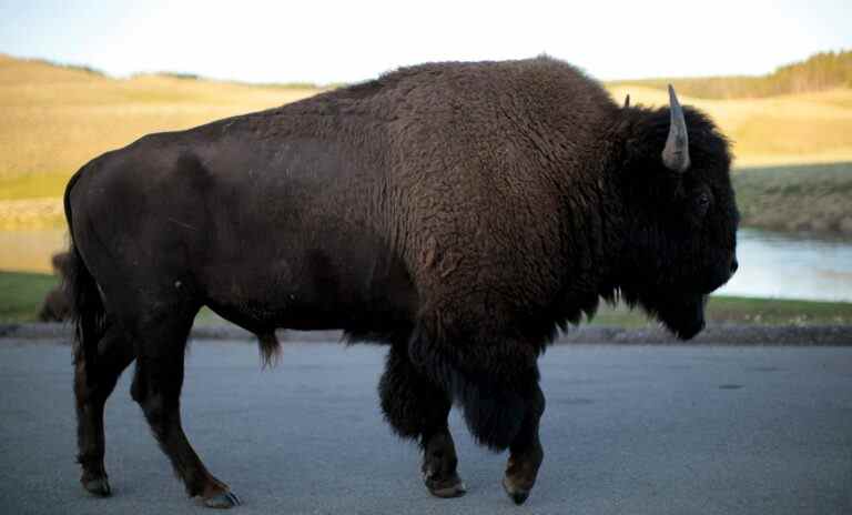 Un bison encorne une visiteuse du parc Yellowstone et la jette en l’air