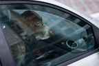 Chien laissé seul dans une voiture verrouillée.  (Getty stock photo)