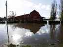 Une ferme bovine inondée à Abbotsford, en Colombie-Britannique, le 16 novembre 2021.