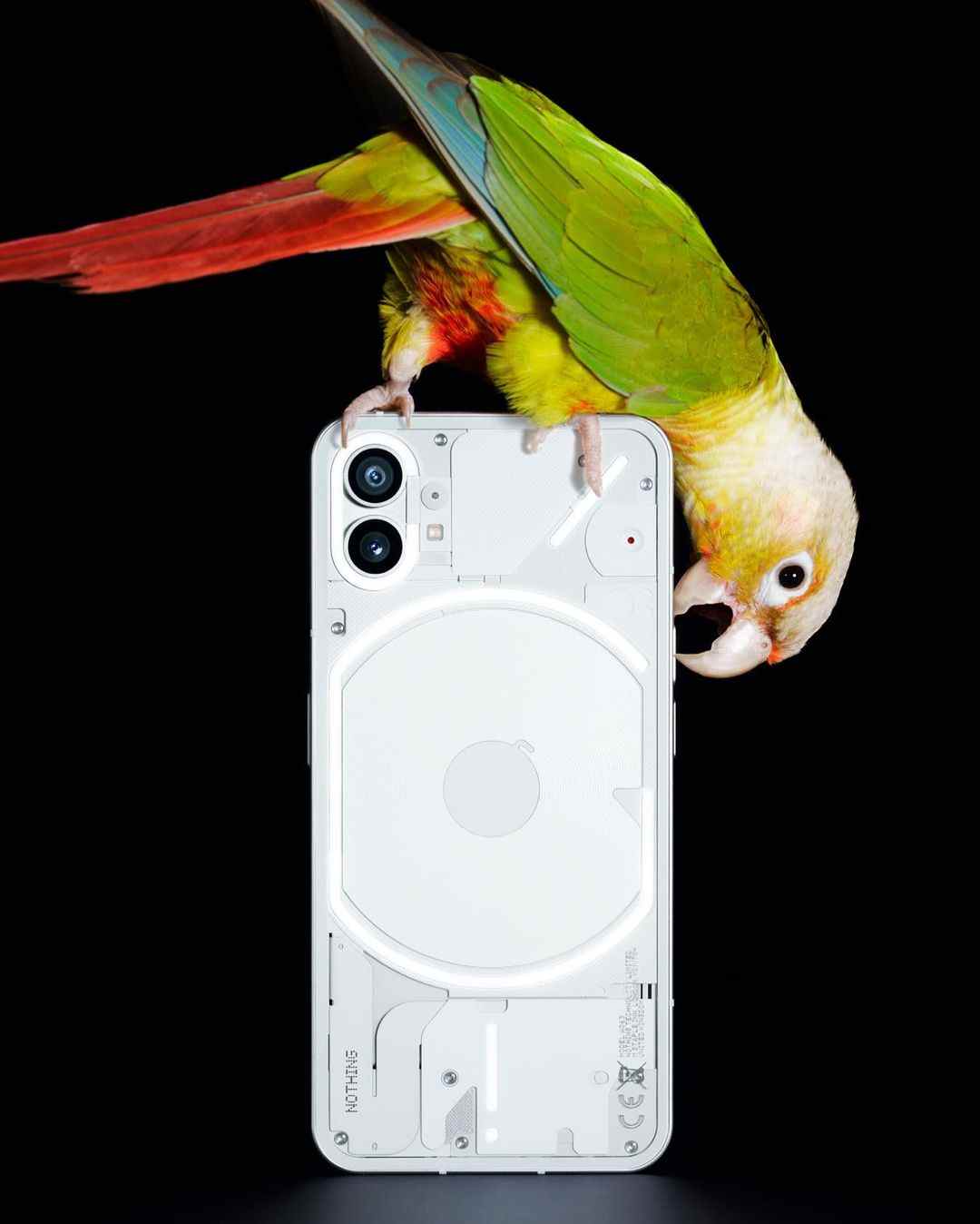 Un rendu du téléphone Nothing (1) de l'arrière, avec un perroquet perché dessus