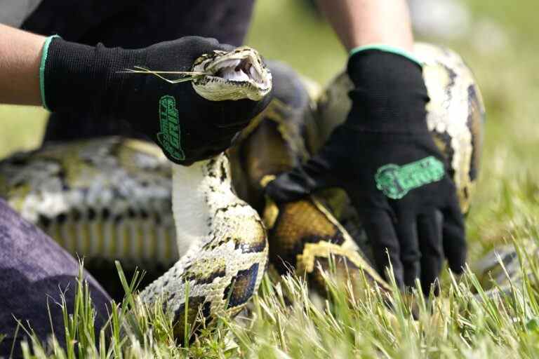 L’équipe de Floride transporte le plus grand python birman femelle à ce jour