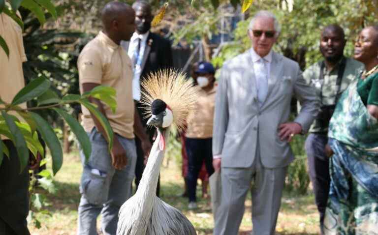 Le prince Charles prend un oiseau blessé sous son aile au Rwanda