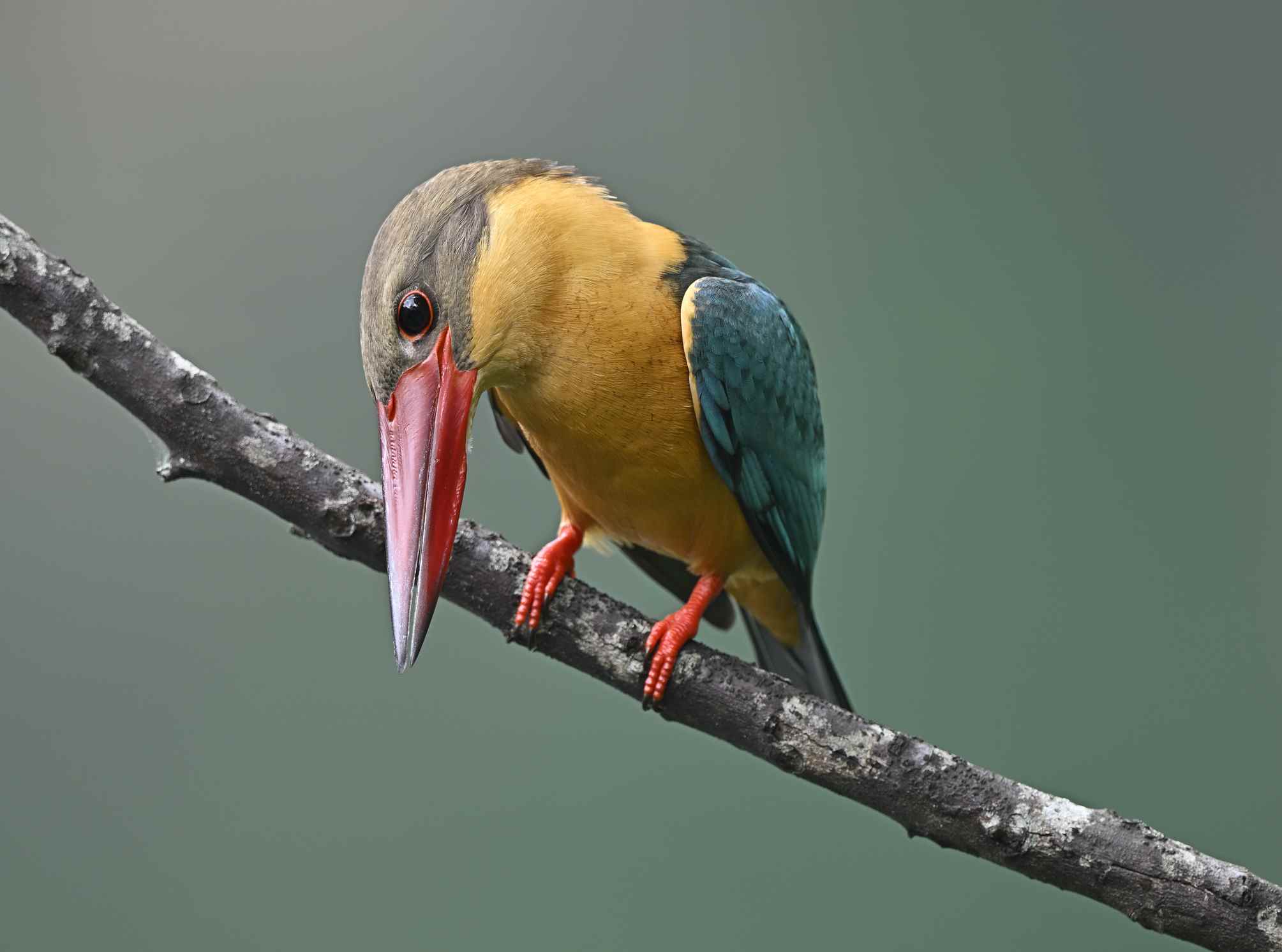 gros plan sur le martin-pêcheur à bec de cigogne dans le jardin tropical de Singapour.