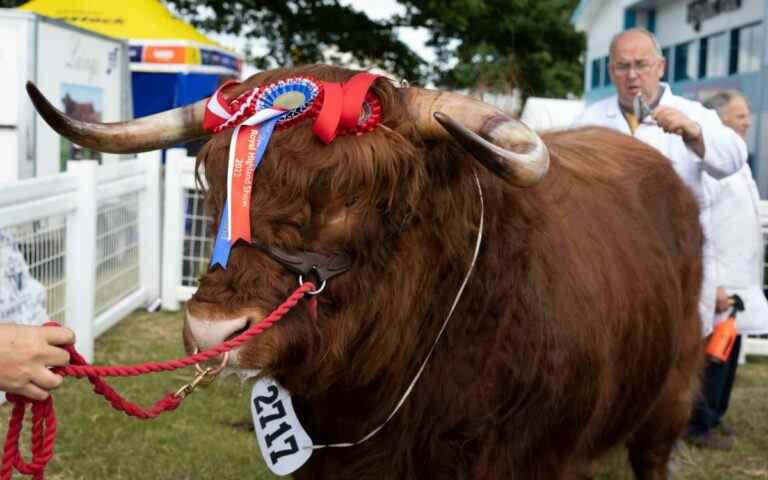 Le taureau de la reine remporte le premier prix au Royal Highland Show