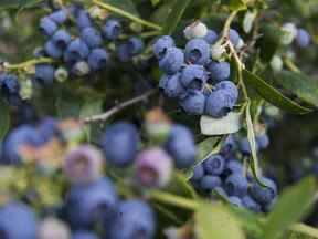 Bleuets sur une ferme en Colombie-Britannique.