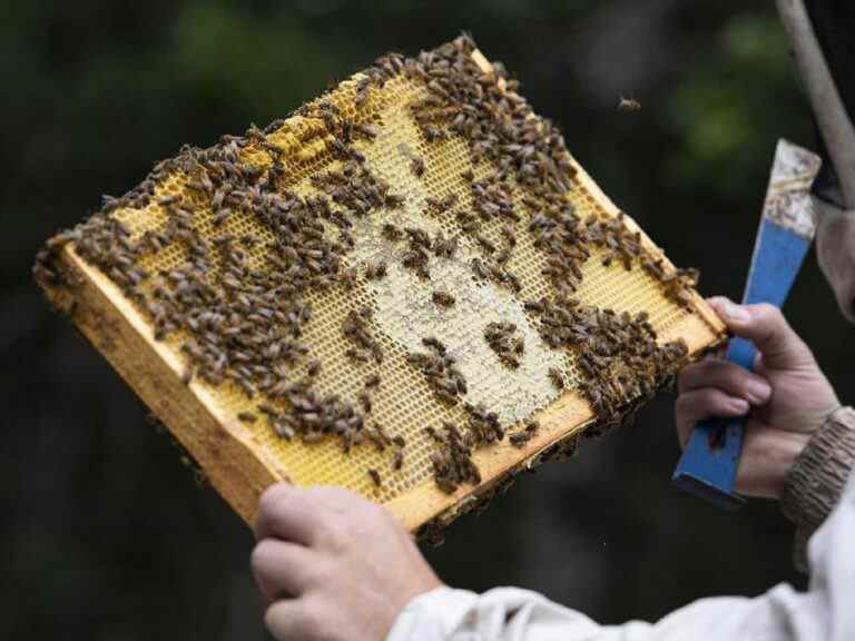 «Situation catastrophique»: l’éradication d’une ruche d’abeilles compromet la récolte de bleuets au Canada alors que la crise entre dans une nouvelle phase