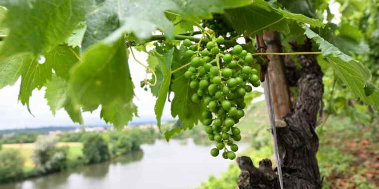 Le changement climatique modifie la chimie du vin