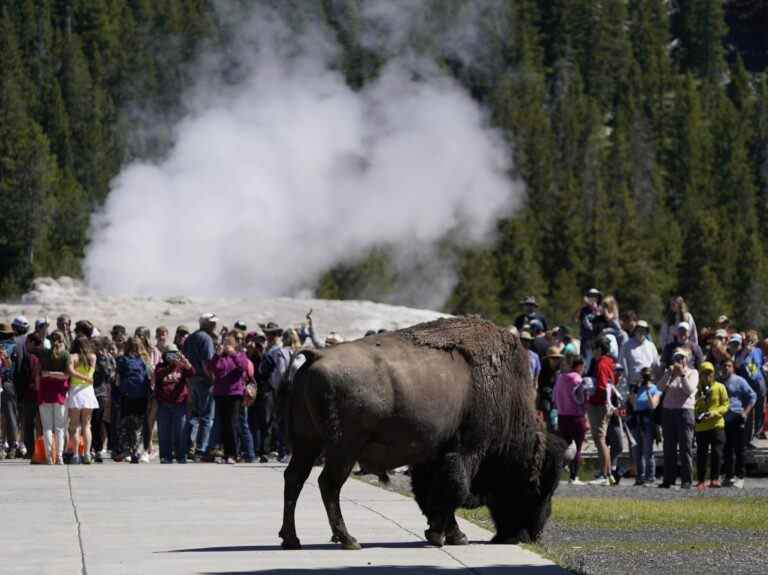 Un bison du parc national de Yellowstone encorne un visiteur