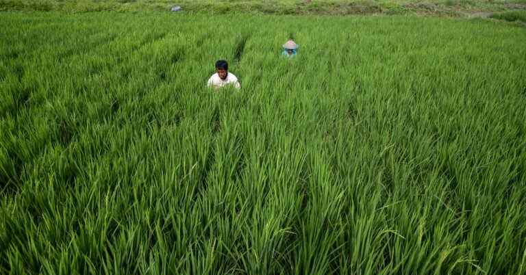 Comment le gène du riz modifié avec CRISPR pourrait aider à lutter contre le changement climatique