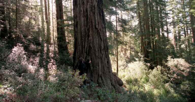 Critique de livre : « Tree Thieves », de Lyndsie Bourgon