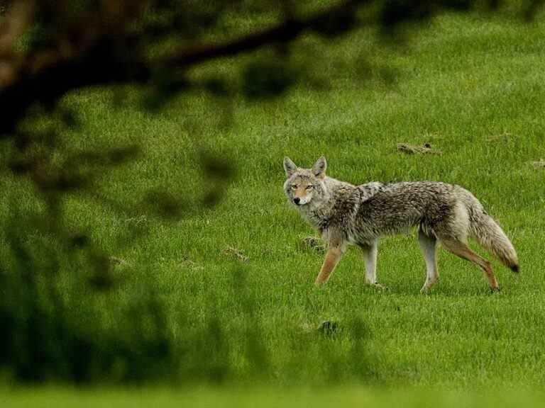 Enquête en cours après qu’une personne et un chien ont été attaqués par une meute de coyotes à Edmonton