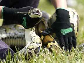 Un python birman a lieu lors d'une démonstration de capture en toute sécurité où le gouverneur de Floride, Ron DeSantis, a annoncé que l'inscription au Florida Python Challenge 2022 a ouvert le jeudi 16 juin 2022 à Miami.  Le Python Challenge, qui se tiendra du 5 au 14 août, vise à inciter le public à participer à la conservation des Everglades en éliminant les espèces envahissantes du python birman.