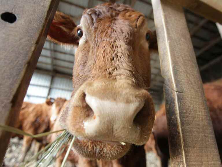 Les agriculteurs font un pari dangereux en utilisant trop d’antibiotiques