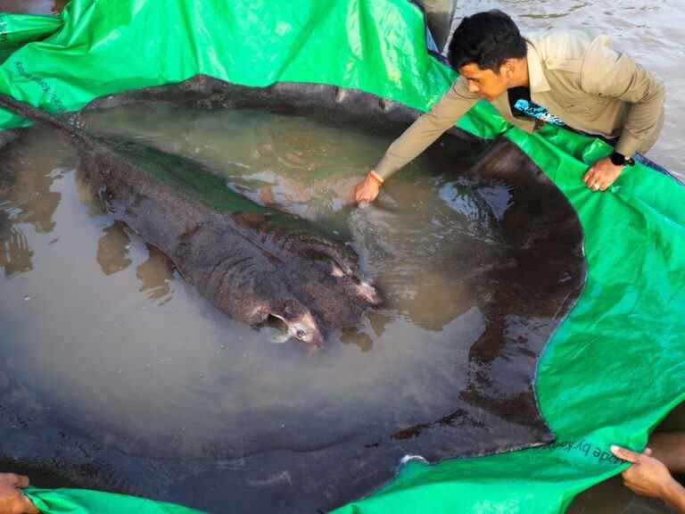 Un Cambodgien attrape le plus gros poisson d’eau douce enregistré au monde