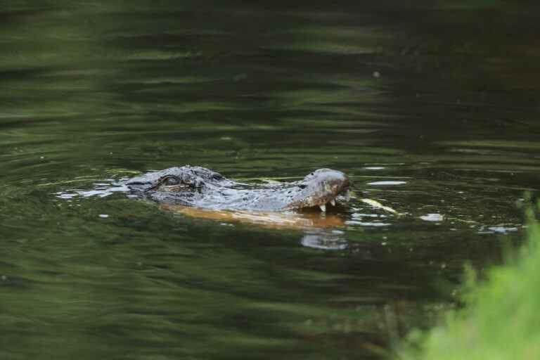 Un homme de Caroline du Sud tué lorsqu’un alligator de 11 pieds l’a traîné dans un étang