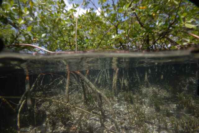 Vues des sites de prélèvement parmi les mangroves de l'archipel guadeloupéen dans les Caraïbes françaises, avril-mai 2022. 